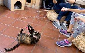 Coco playing with her favorite toy  at Espai de Gats in Barcelona