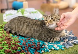 Cleo enjoying cuddles at Espai de Gats in Barcelona