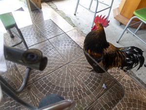...!! E havia uma galinha também...!
(O Happy Cow carregou as fotografias fora da ordem que eu escolhi, cansei de tentar deixar numa ordem lógica.) at Harmonia Restaurante Natural in Rio Grande