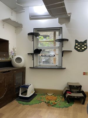   at Lady Dinah's Cat Emporium in East London