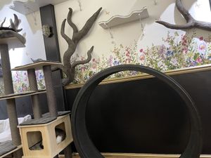   at Lady Dinah's Cat Emporium in East London