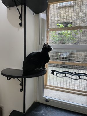   at Lady Dinah's Cat Emporium in East London