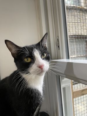   at Lady Dinah's Cat Emporium in East London