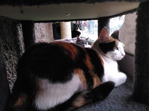  at Lady Dinah's Cat Emporium in East London