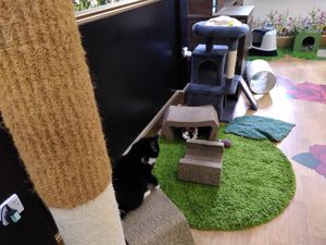  at Lady Dinah's Cat Emporium in East London