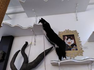  at Lady Dinah's Cat Emporium in East London