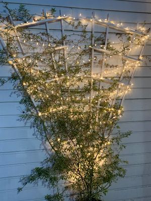 ✨ at Oasis Vegetarian Cafe in Riverside