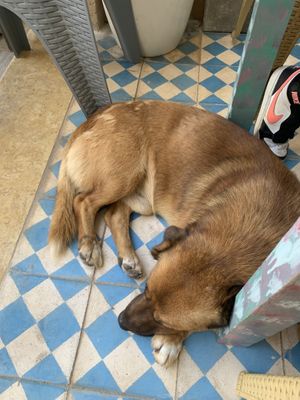 Un nouvel ami   at Le Corail at Latifa in Essaouira