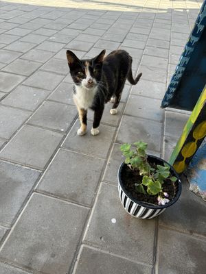   at Le Corail at Latifa in Essaouira