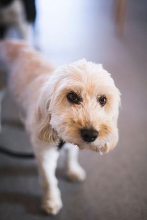 Dogs are welcome in the cafe at RSPB Loch Leven Cafe in Kinross