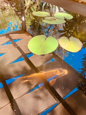🐠  at Casa Paz in Tavira