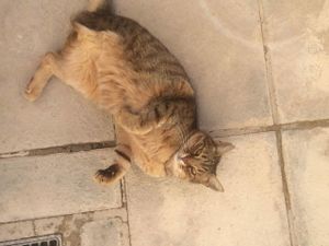 Cassidy, one of our Rescue Cats at The Farriers Vegan Bed & Breakfast in Kouklia