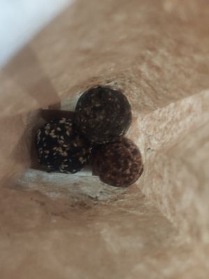 Energy balls to take away at SHAKA - Bohol in Panglao