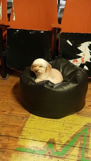 Timid Mandy, customer service dog. at Manchester Vegan Cafe in Manchester