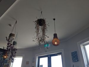  at The Botanist in Wellington