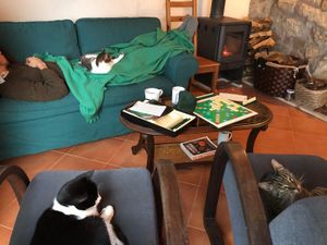 The 78 cats certainly make themselves at home at Quinta das Aguias in Paredes De Coura