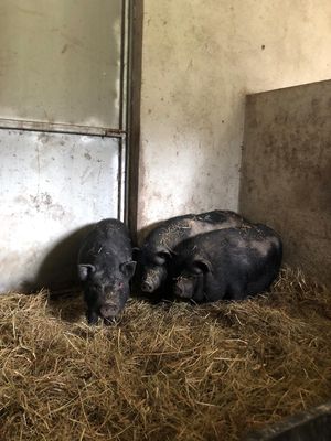 These pigs had just arrived after a terrible, abusive start in life. They are now being given loving care. at Quinta das Aguias in Paredes De Coura