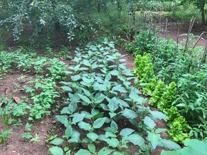 Huerta orgánica  at Quinta das Aguias in Paredes De Coura