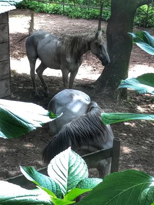 Caballos  at Quinta das Aguias in Paredes De Coura