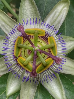 Flor at Quinta das Aguias in Paredes De Coura
