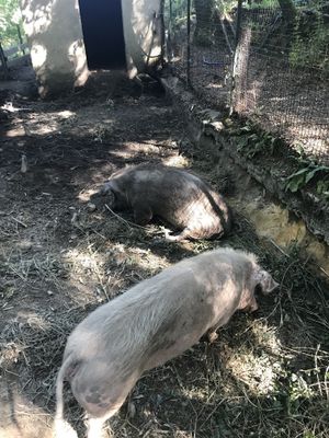 Bolota & Miss Piggy ? ❤️ at Quinta das Aguias in Paredes De Coura