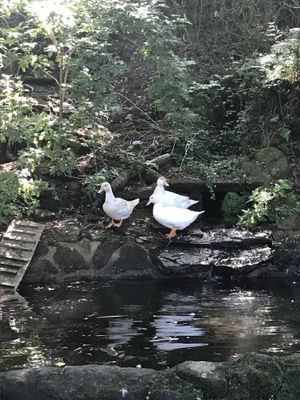 Morning bath with ?  at Quinta das Aguias in Paredes De Coura