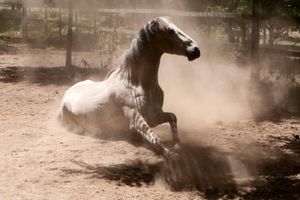 Silver taking a dust bath. A dirty horse is a happy horse! at Quinta das Aguias in Paredes De Coura