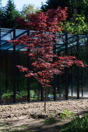 My favourite tree in the whole world. at Quinta das Aguias in Paredes De Coura