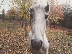 Silver, he just gets me *.* at Quinta das Aguias in Paredes De Coura