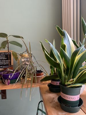   at La Granadilla in Forli