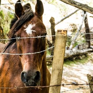 Chispa. at Refugio Lodge in Futaleufu
