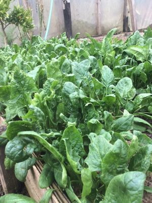 Lodge garden. at Refugio Lodge in Futaleufu