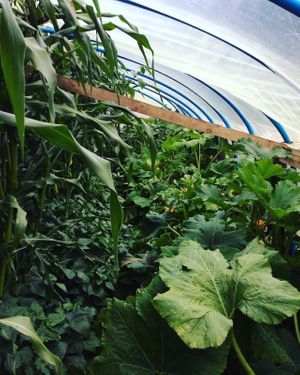 Lodge garden. at Refugio Lodge in Futaleufu