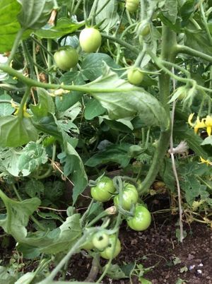 Lodge garden. at Refugio Lodge in Futaleufu