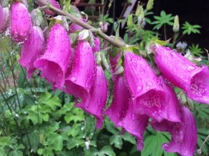 Garden flowers. at Refugio Lodge in Futaleufu