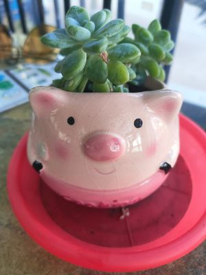  at Siam Purity in Broadbeach