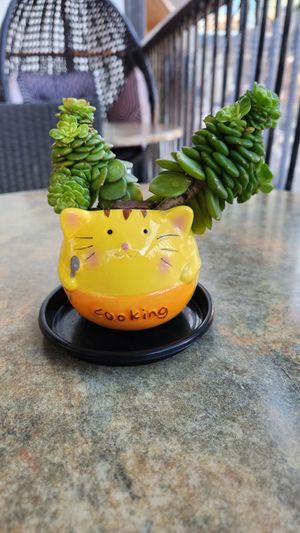 Cute plants on the tables  at Siam Purity in Broadbeach