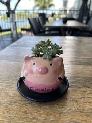   at Siam Purity in Broadbeach