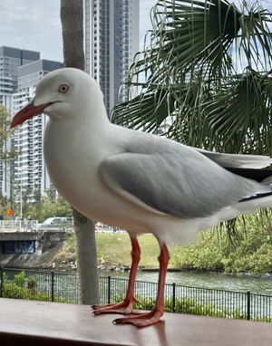 A little friend joined us for lunch :) at Siam Purity in Broadbeach