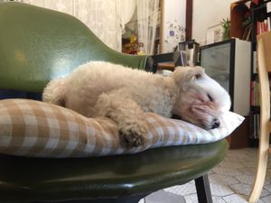 Slumber puppy at Around Green - 어라운드 그린 in Seoul