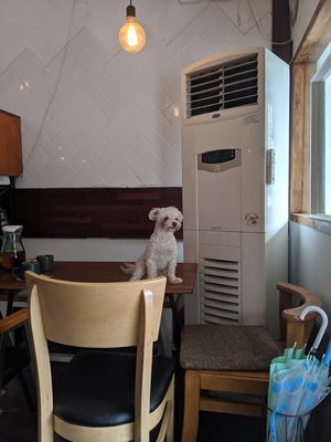 Adorable doggy at Around Green - 어라운드 그린 in Seoul