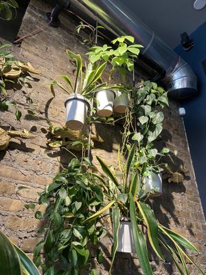   at Urbanbelly in Chicago