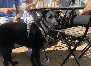 Dogs welcome on the outside patio ❤️  at Cafe Kosmos in Odense