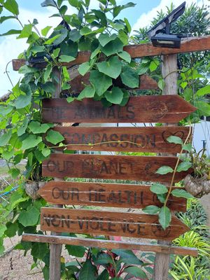  at Pure Vegan Heaven in Koh Phangan