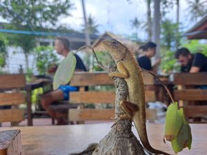 Lunch company 🌞 at Pure Vegan Heaven in Koh Phangan