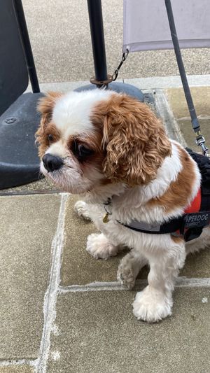 Dogs are welcome in the outside area! at The Vegan Way Cafe in Braintree