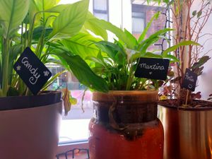 They even name the plants at Khambú Quart in Valencia