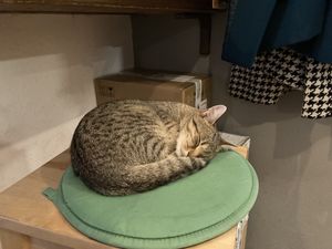 adorable furry companions  at Pelíšek in Brno