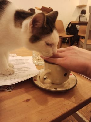 kitty at Pelíšek in Brno