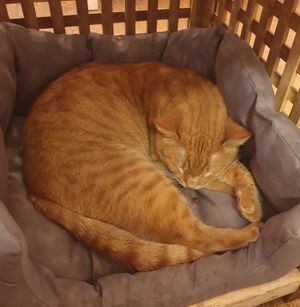 "Michigan" 🐱 at Pelíšek in Brno